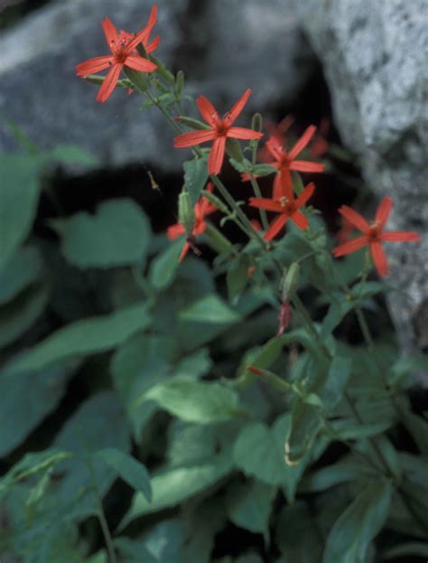 Free picture: red flowers, fire, pink, plant