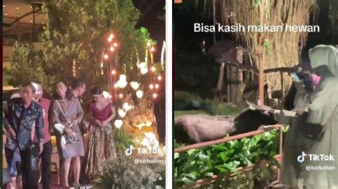 Video Viral Di Tiktok Pesta Pernikahan Di Gembira Loka Jogja Tamu