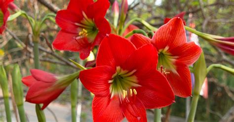 Tips For Growing Amaryllis Hippeastrum In The Garden Gardeners Path