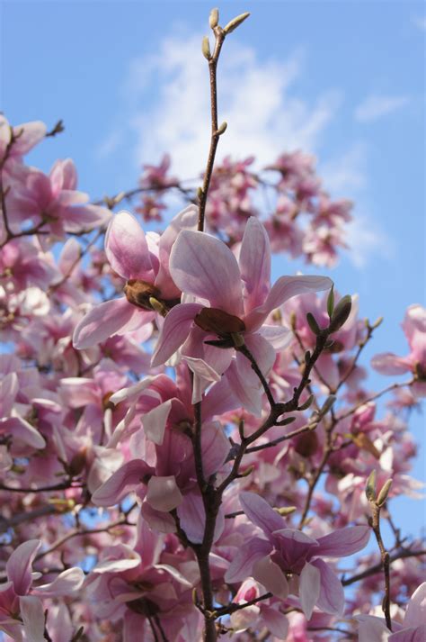 Color - Magnolia Tree | Fall wedding flowers, Wedding flowers, Magnolia ...