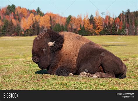 Bison Known American Buffalo Lying Image And Photo Bigstock