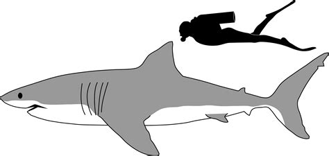 File:Great white shark size comparison.svg - Wikipedia