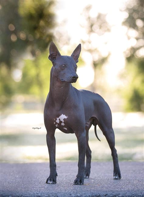 Xoloitzcuintli Akc Factory Sale Danzhao Cc