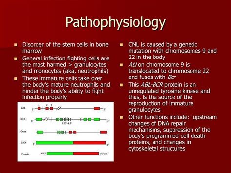 Ppt Chronic Myeloid Leukemia Powerpoint Presentation Free Download Id 781228