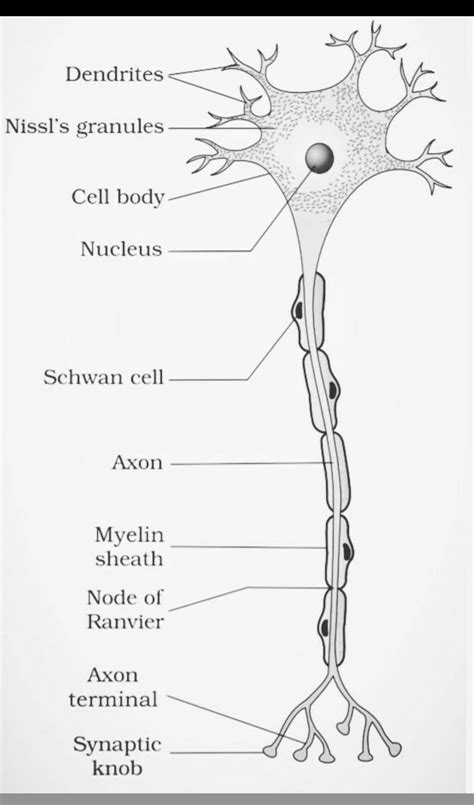 Neuron Diagram Class 10