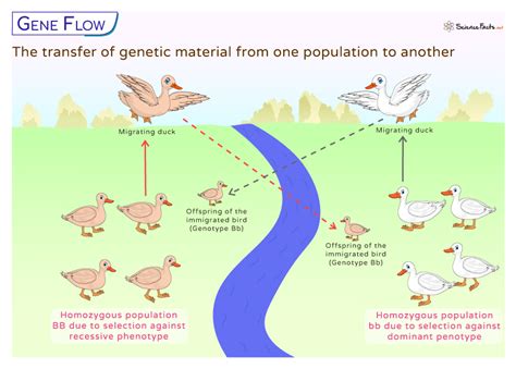 Gene Flow Definition Examples And Diagram