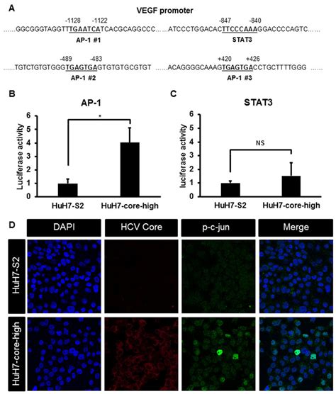 A Sequence Of The Vegf Promoter Region Showing The Binding Sites For