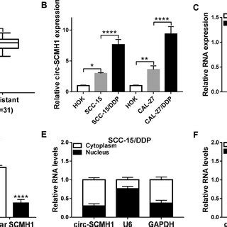 The Role Of Circ SCMH1 In DDP Resistance Of OSCC Cells In Vitro A B