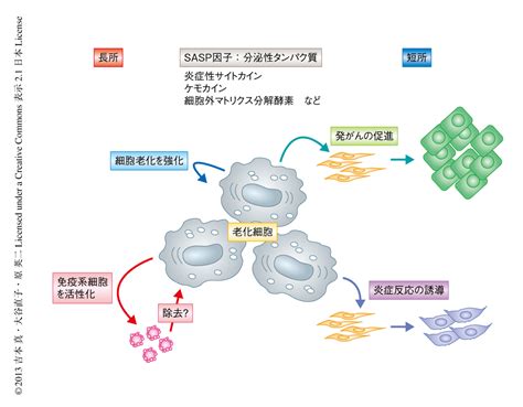 細胞老化が個体老化を促進する 高橋医院