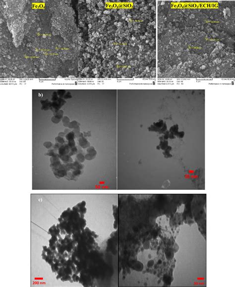 (a) SEM images of Fe3O4, Fe3O4@SiO2 and Fe3O4@SiO2/ECH/IG and (b) TEM ...