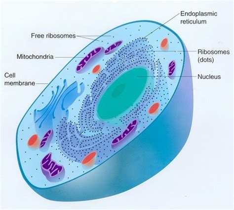 Campbell Biology Th Chapter Flashcards Quizlet