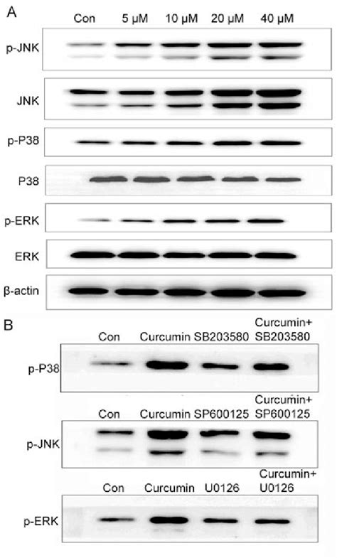 Effect Of Curcumin On The Mitogen Activated Protein Kinase Signaling