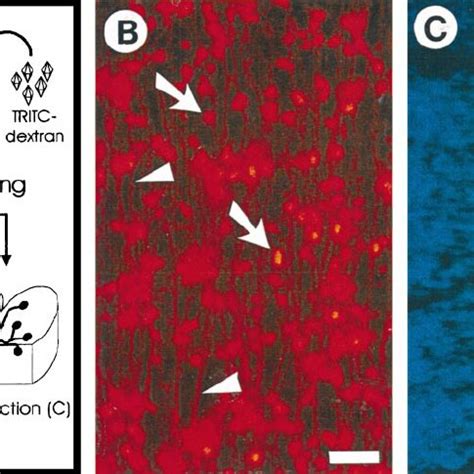 Retrograde Labeling In Vitro A Schematic Presentation Of The