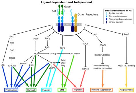 Structure Of Axl And Its Downstream Signalling Pathways Various