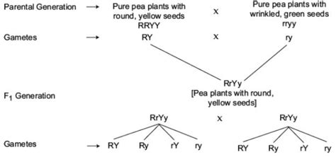 Cbse Class 10 Biology Heredity And Evolution Worksheet Set A