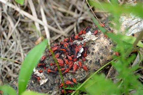 What Do Boxelder Bugs Eat? Do They Bite? - Gardenia Organic