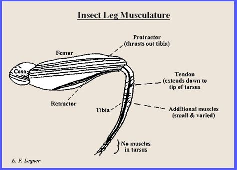 External Morphology Insect Anatomy Insect Legs Insects