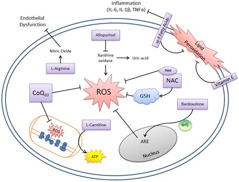 Oxidative Stress And Antioxidant Therapy In Chronic Kidney And