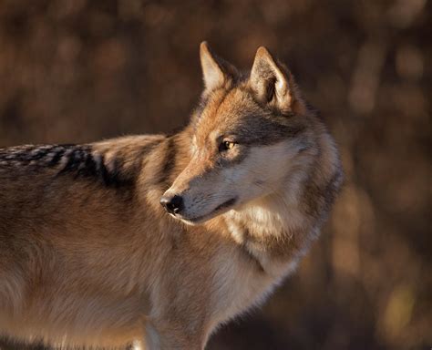 Wolf In Profile Photograph By Tim Grams