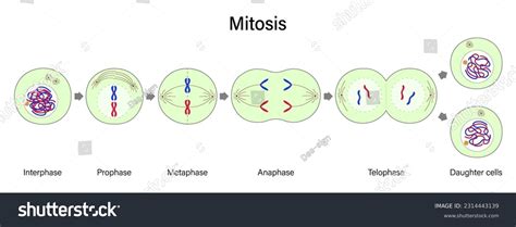 Diagram Of Mitosis Vector Prophase Metaphase Royalty Free Stock