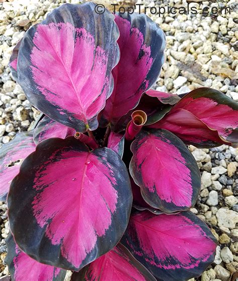 Calathea picturata, Calathea