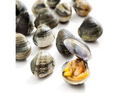 Vongole 1000 g - Ryby G.I.L.