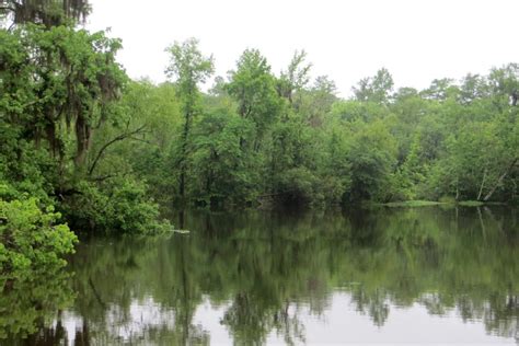 'Louisiana bayou' on skitterphoto