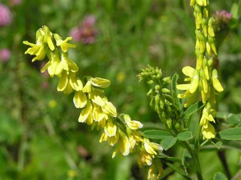 Melilotus officinalis - 551