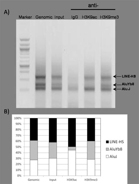 Chromatin Immunoprecipitation Assay To Assess Differential Histone