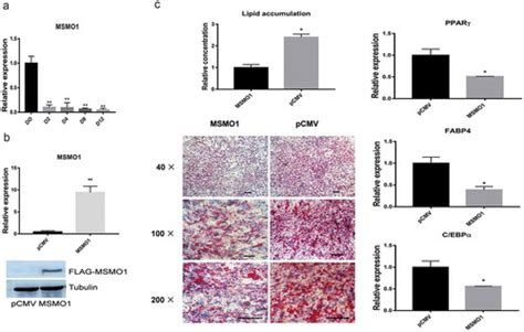 Full Article Rna Seq Analysis Reveals A Negative Role Of Msmo With A