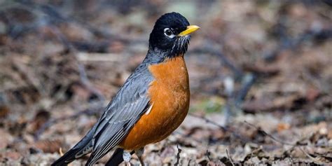 Red Birds Found In Georgia With Pictures