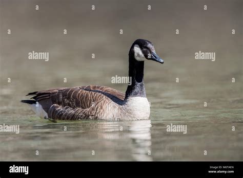 Goose Hawk Hi Res Stock Photography And Images Alamy