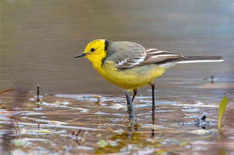 Citrine Wagtail Motacilla Citreola · Inaturalist