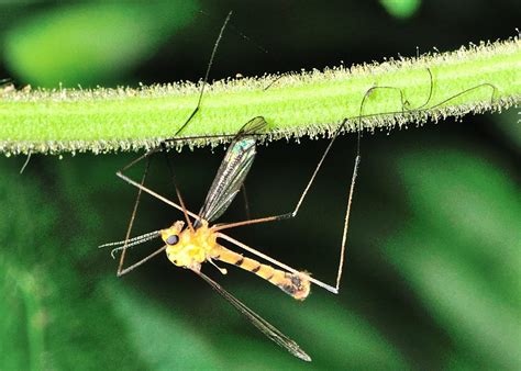 Tiger Crane Fly Nephrotoma Australasiae