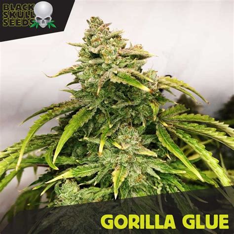 Buy Gorilla Glue Feminized Seeds By Irish Seeds From Cannabisseeds Ie