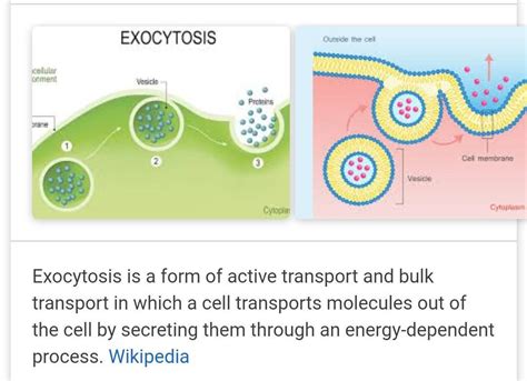 Exocytosis Diagram - WoodsLima