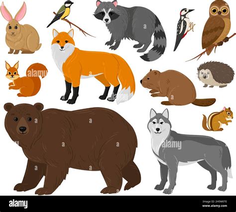 Cartoon Waldtiere Eule B R Fuchs Waschb R Und Eichh Rnchen Wald