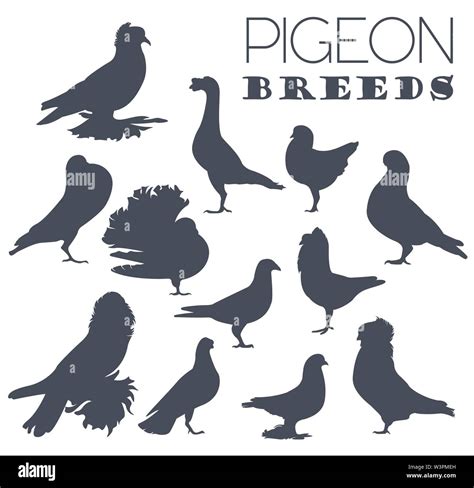 Poultry Farming Pigeon Breeds Icon Set Flat Design Vector