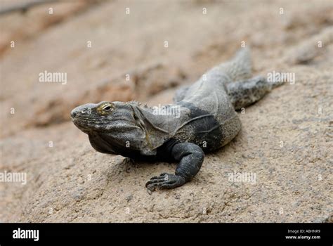 Spiny Tailed Iguana Ctenosaura Hemilopha On A Rock Sonora Desert