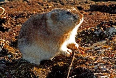 Lemming – cute fluffy creature - Wander Lord
