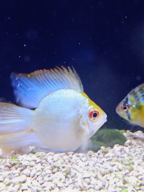 Electric Blue Balloon Ram Splashy Fin Live Fish Bangalore Only Shipping