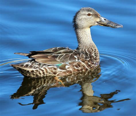 Australasian Shoveler Duck 24736733 Stock Photo at Vecteezy