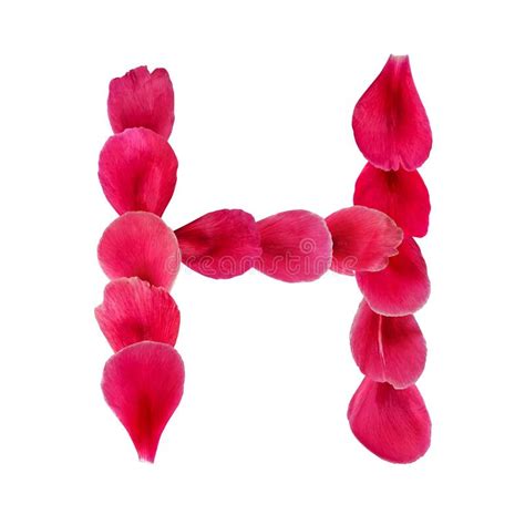 Floral Pink Letter H Created From Rose Peony Or Tulip Petals Isolated