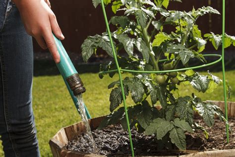 Should You Water Tomato Plant Leaves Proper Watering Tips You Should Know