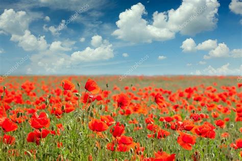 Summer poppy field landscape with blue sky and clouds Stock Photo by ©a ...