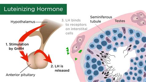 Hormones Definition Types And Regulation Porn Sex Picture