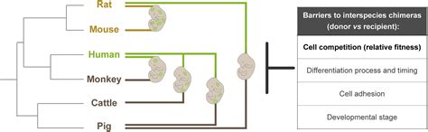 Cell Competition And The Regulative Nature Of Early Mammalian