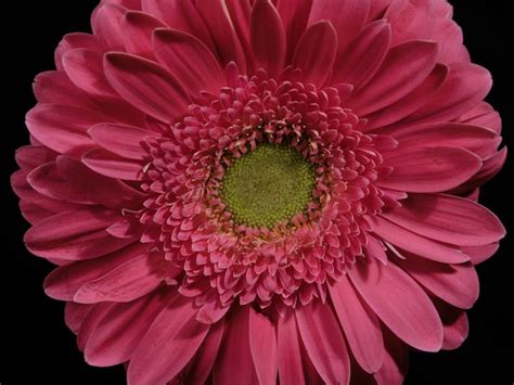 Premium Photo Beautiful Pink Gerbera Daisy Flower