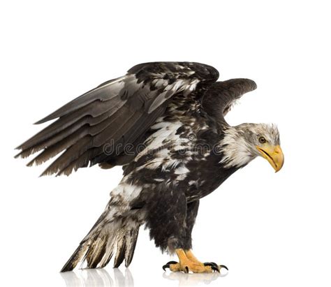 Bald Eagle 22 Years Stock Image Image Of Brown Prey 4783313