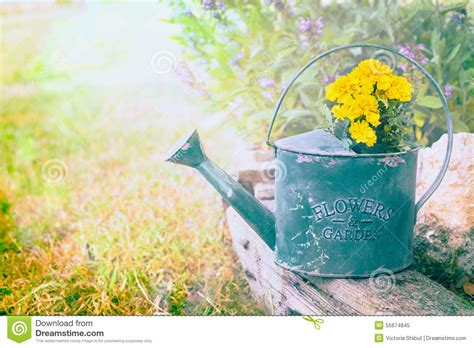 Oude Groene Het Water Geven Pot Met Gele Bloemen Op De Achtergrond Van